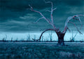 Lake Lonsdale Dead Trees