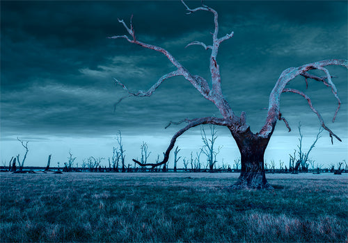 Lake Lonsdale Dead Trees